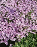 Foto: Polsterphlox