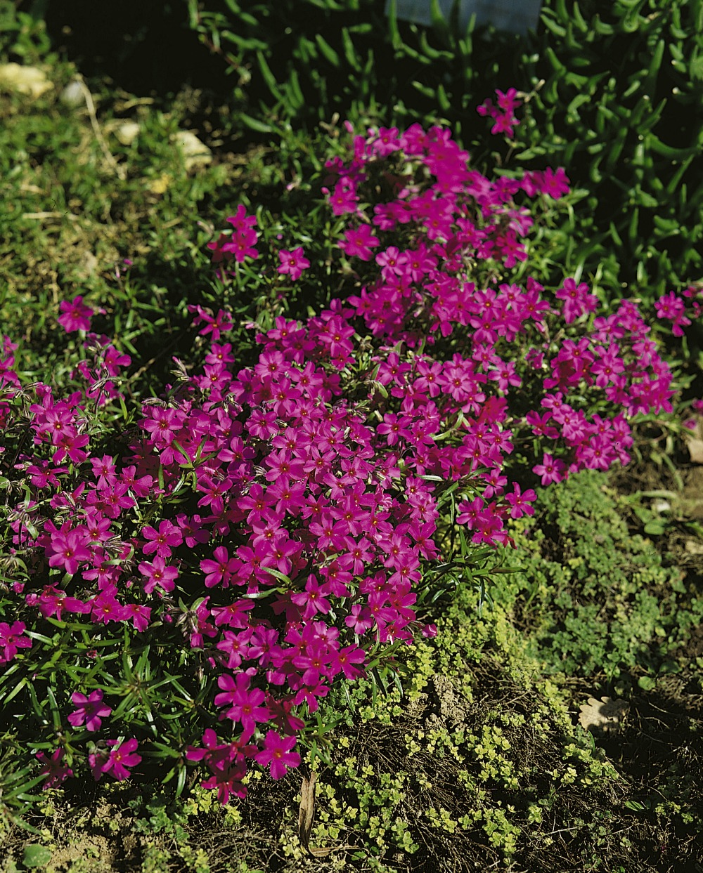 Foto: Polsterphlox