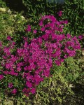 Foto: Polsterphlox