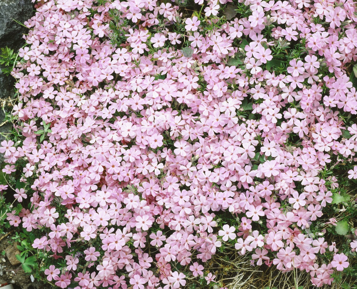 Foto: Polsterphlox