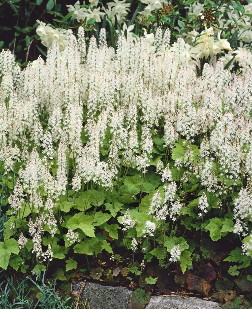 Foto: Schaumblüte